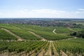 Vineyard, top view, Tokaj, Hungary