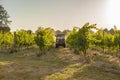 Vineyard tractor insecticide treatment