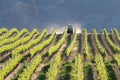 Vineyard Tractor, Okanagan, BC.