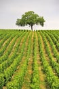Vineyard tree, Sancerre, France
