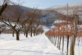 Vineyard and trees in winter Royalty Free Stock Photo