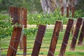 Vineyard Trellis Royalty Free Stock Photo