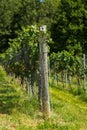 Vineyard Trellis and Grape Vine