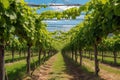 vineyard trellis with green leaves on winding grapevines