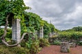 Vineyard trellis with tortuous trunk outside the Wine Museum, Terceira - Azores PORTUGAL