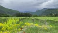 Vineyard in Trentino springtime