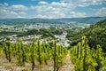 Vineyard in Trittenheim Royalty Free Stock Photo