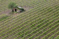 Vineyard in Tuscany Royalty Free Stock Photo