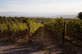 Vineyard in Tuscany