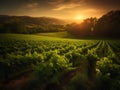Vineyard in Tuscany, Italy. Sunset over vineyards Royalty Free Stock Photo