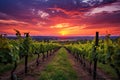 Vineyard in Tuscany, Italy. Vineyards at sunset, AI Generated