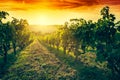 Vineyard in Tuscany, Italy. Wine farm at sunset. Vintage Royalty Free Stock Photo