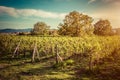 Vineyard in Tuscany, Italy. Wine farm at sunset. Vintage Royalty Free Stock Photo