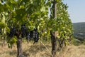 Vineyard - Tuscany