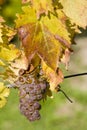 vineyard U svateho Urbana, Bily sklep rodiny Adamkovy, Czech Rep