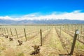 Vineyard, Uco Valley Royalty Free Stock Photo