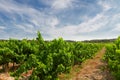 Vineyard under blue sky Royalty Free Stock Photo