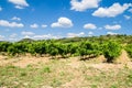 Vineyard under blue sky and white clouds in France Royalty Free Stock Photo