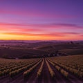 Vineyard under a vibrant sunset sky with rows of grapevines extending towards rolling Royalty Free Stock Photo