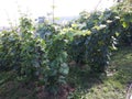A vineyard with unripe grapes.