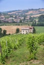 Vineyards in Val Tidone Piacenza, Italy Royalty Free Stock Photo