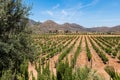Vineyard in a Valley in Ensenada, Mexico Royalty Free Stock Photo