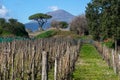 vineyard with vesuvius volcano background in pompeii archeological park