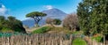 vineyard with vesuvius volcano background in pompeii archeological park