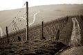 Vineyard view Royalty Free Stock Photo