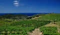 Vineyard view, Giglio Island, Tuscany Italy