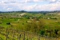 Vineyard view in Italy