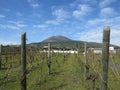 Vineyard with a view of Mount Vesuvius in Italy