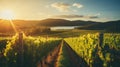 Vineyard villa rural landscape with wine grapes, ideal for farm banner on sunny day Royalty Free Stock Photo