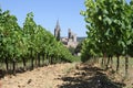 Vineyard at the village AiguÃÂ¨ze in Provence, France Royalty Free Stock Photo