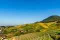 Vineyard, village on hillside in morning sun, blue sky, rural agricultural field