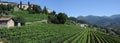 Vineyard at the village of Porza near Lugano