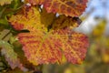 Vineyard in Autumn