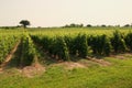 Vineyard Royalty Free Stock Photo