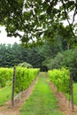 Vineyard Vista on a Summer Day, Healthy Vines