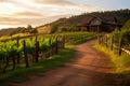 Vineyard Vistas and Country Roads.