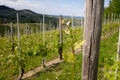 Vineyard. Viticulture near Barolo, Langhe, Piedmont, Italy, Unesco heritage. Dolcetto, Nebbiolo Barbaresco red wine Royalty Free Stock Photo