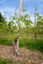 Vineyard. Viticulture near Barolo, Langhe, Piedmont, Italy, Unesco heritage. Dolcetto, Nebbiolo Barbaresco red wine Royalty Free Stock Photo