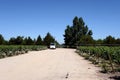 The vineyard of Viu Manent winery.