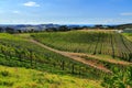 Vineyard on Waiheke Island, New Zealand Royalty Free Stock Photo