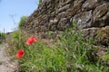 Vineyard wall made of roughly carved natural stone blocks with poppies and grass