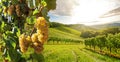 Vineyard with white wine grapes in late summer before harvest near a winery Royalty Free Stock Photo