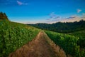 Vineyard in the Willamette Valley of Oregon Royalty Free Stock Photo