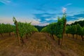 Vineyard in the Willamette Valley of Oregon Royalty Free Stock Photo