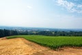 Vineyard and Willamette Valley Royalty Free Stock Photo