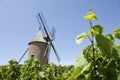 Vineyard, with windmill from Beaujolais. Royalty Free Stock Photo